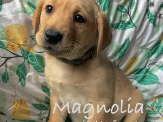 Labrador Retriever dogs Magnolia - Ad 35