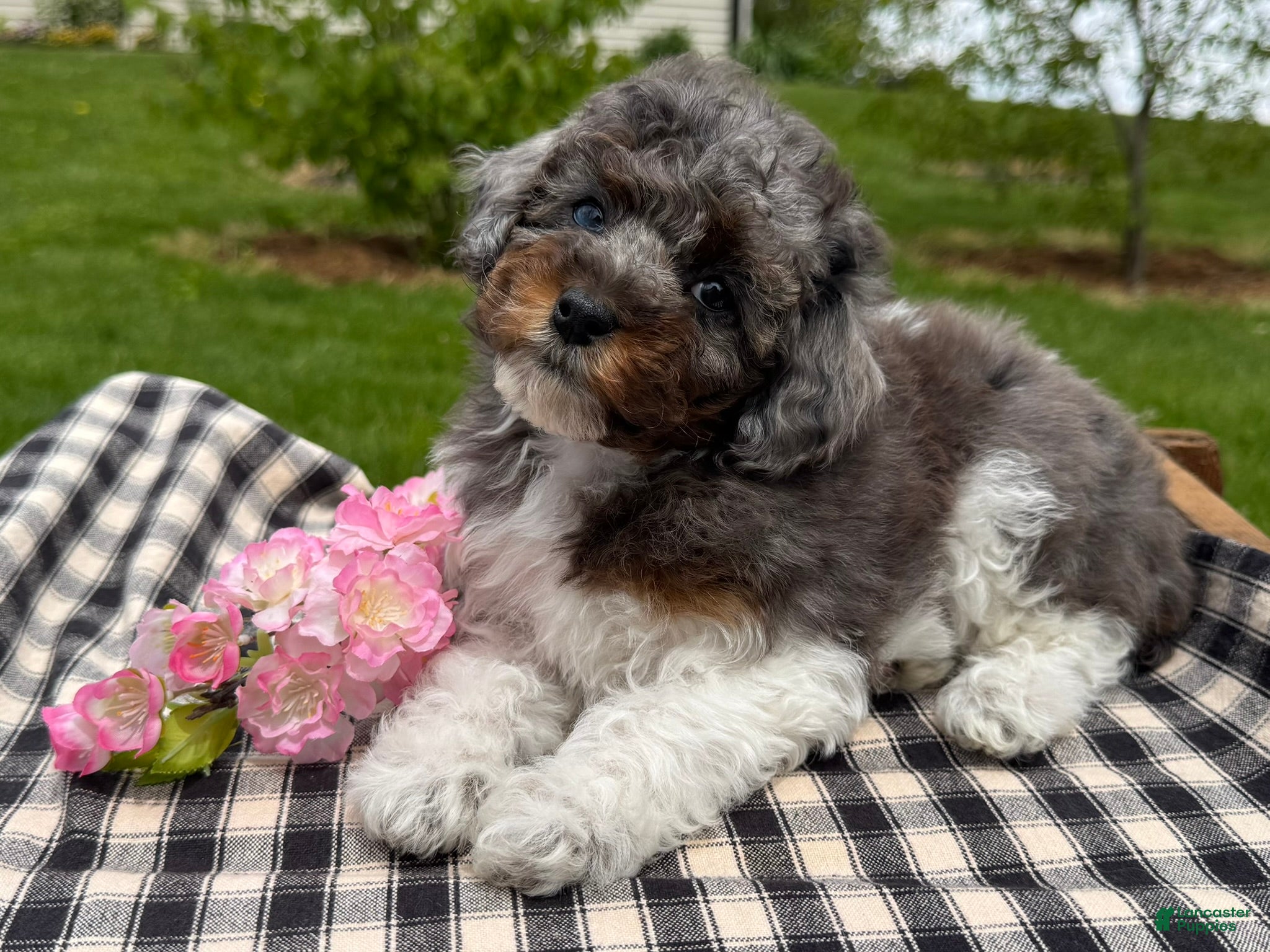 Toy Poodle dogs Holly - Ad 1