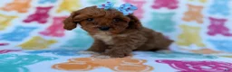 Cavapoo dogs for sale: Nova - Ad 6