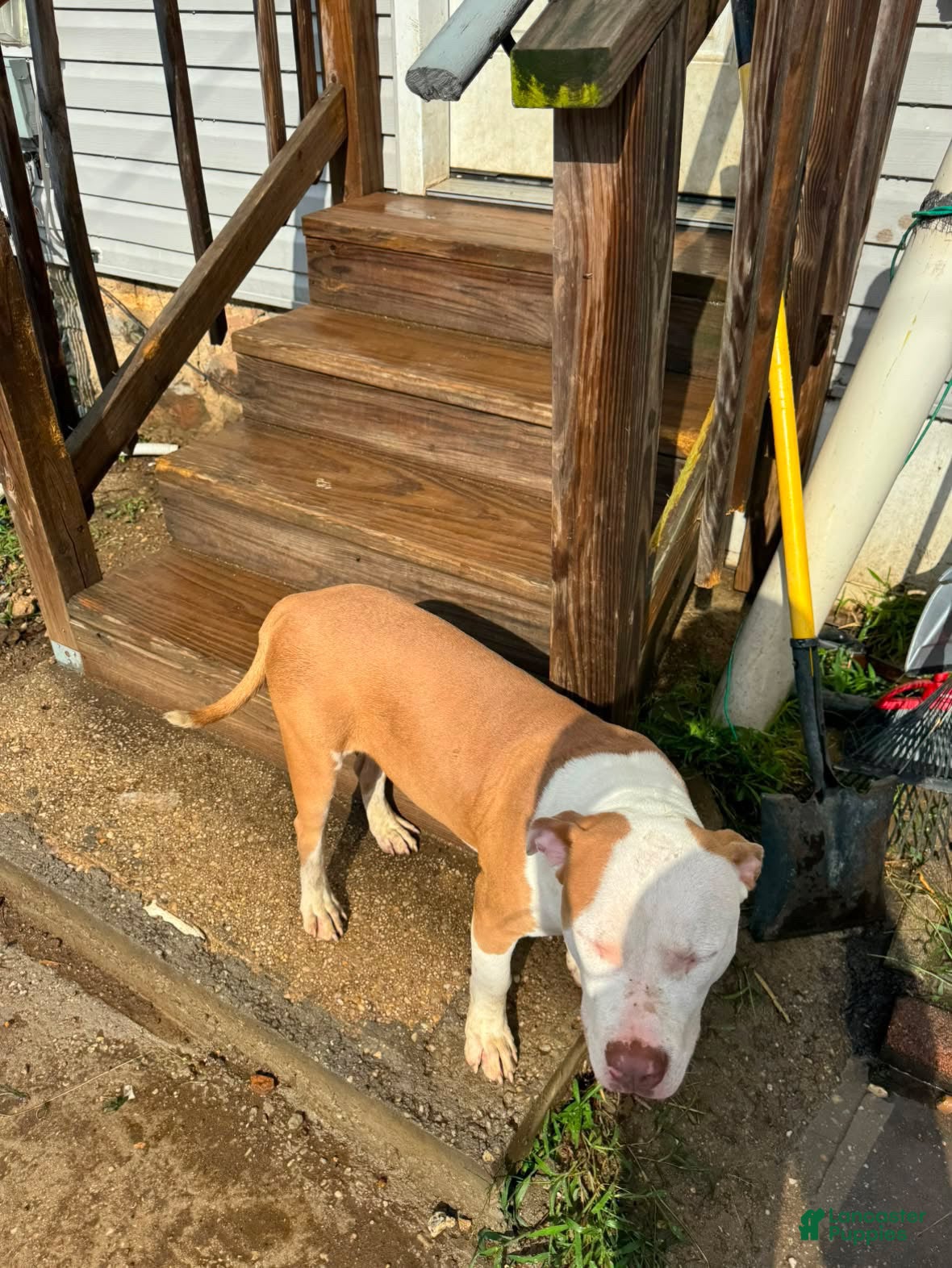 American Pit Bull Terrier dogs Kuma - Ad 1