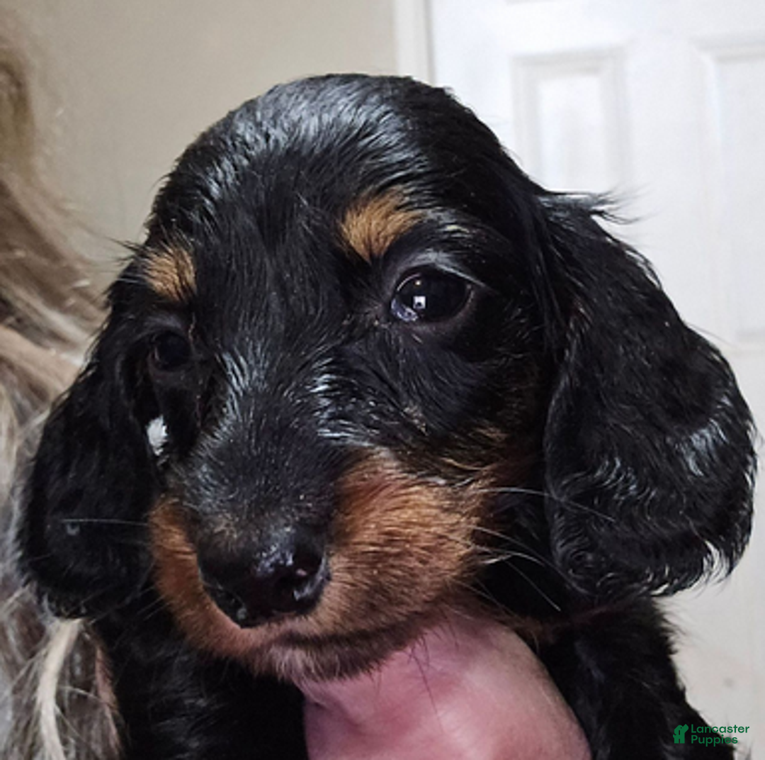 Dachshund dogs for sale: Smaller boy - Ad 2