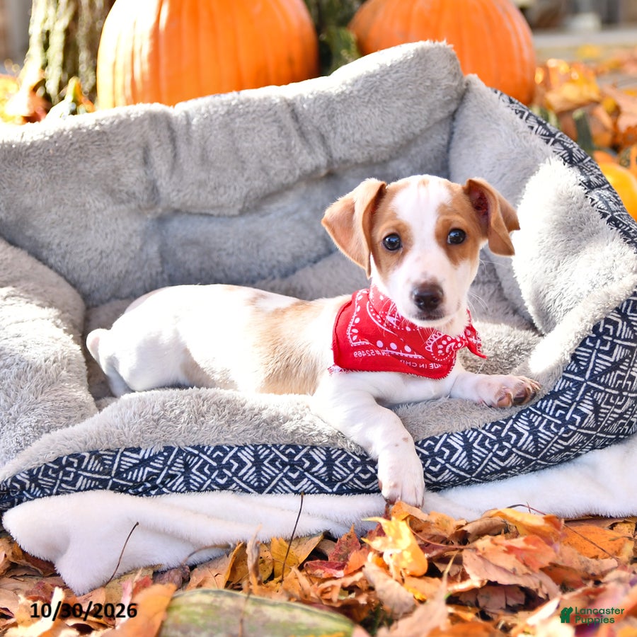 Dachshund dogs for sale: Titus - Ad 2