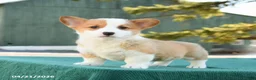 Welsh Corgi Pembroke dogs for sale: Sammy - Ad 3