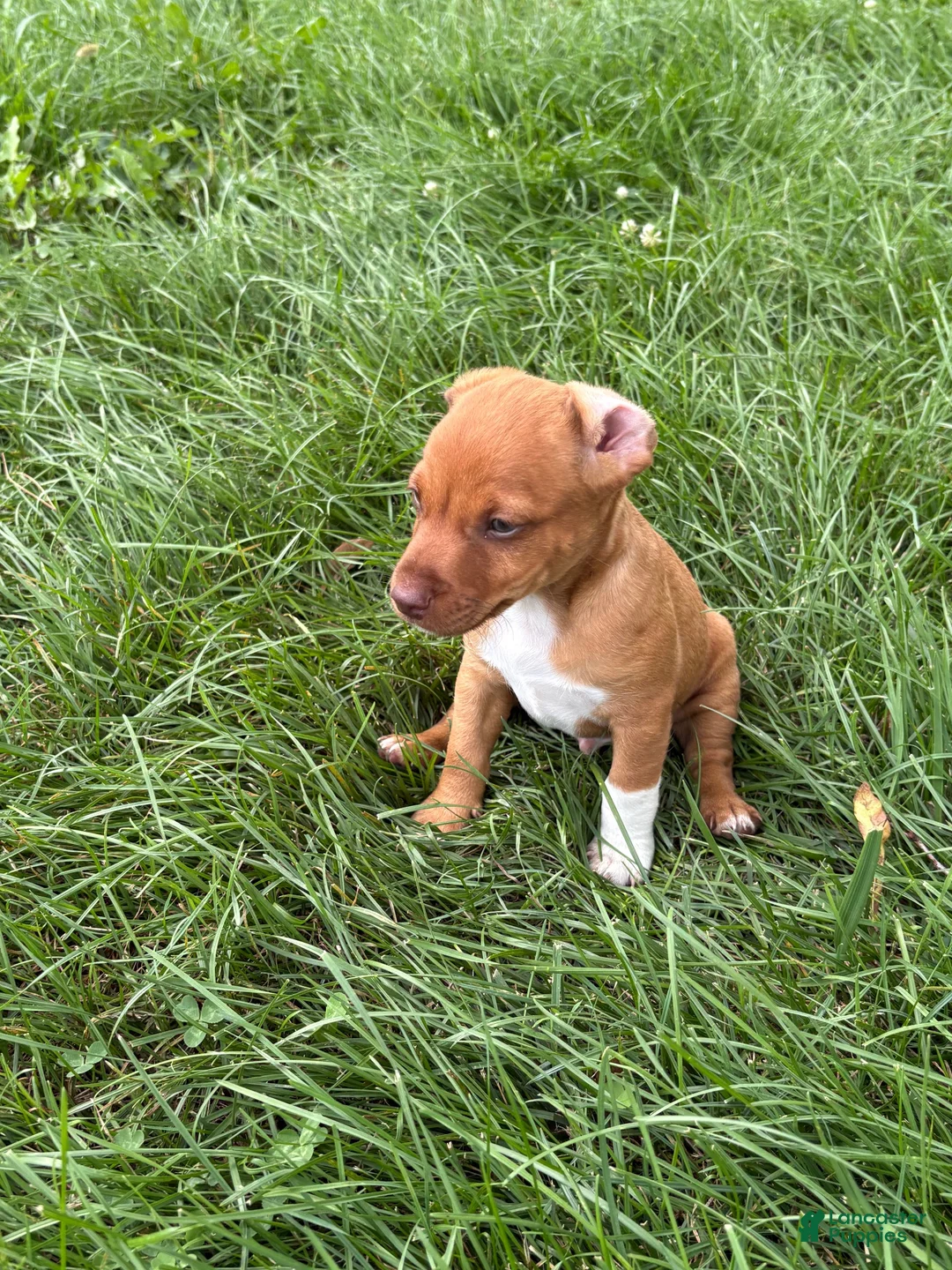 Mixed Breed dogs for sale: Gravy - Ad 1