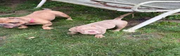 American Bully dogs for sale: American Bully 1 - Ad 5