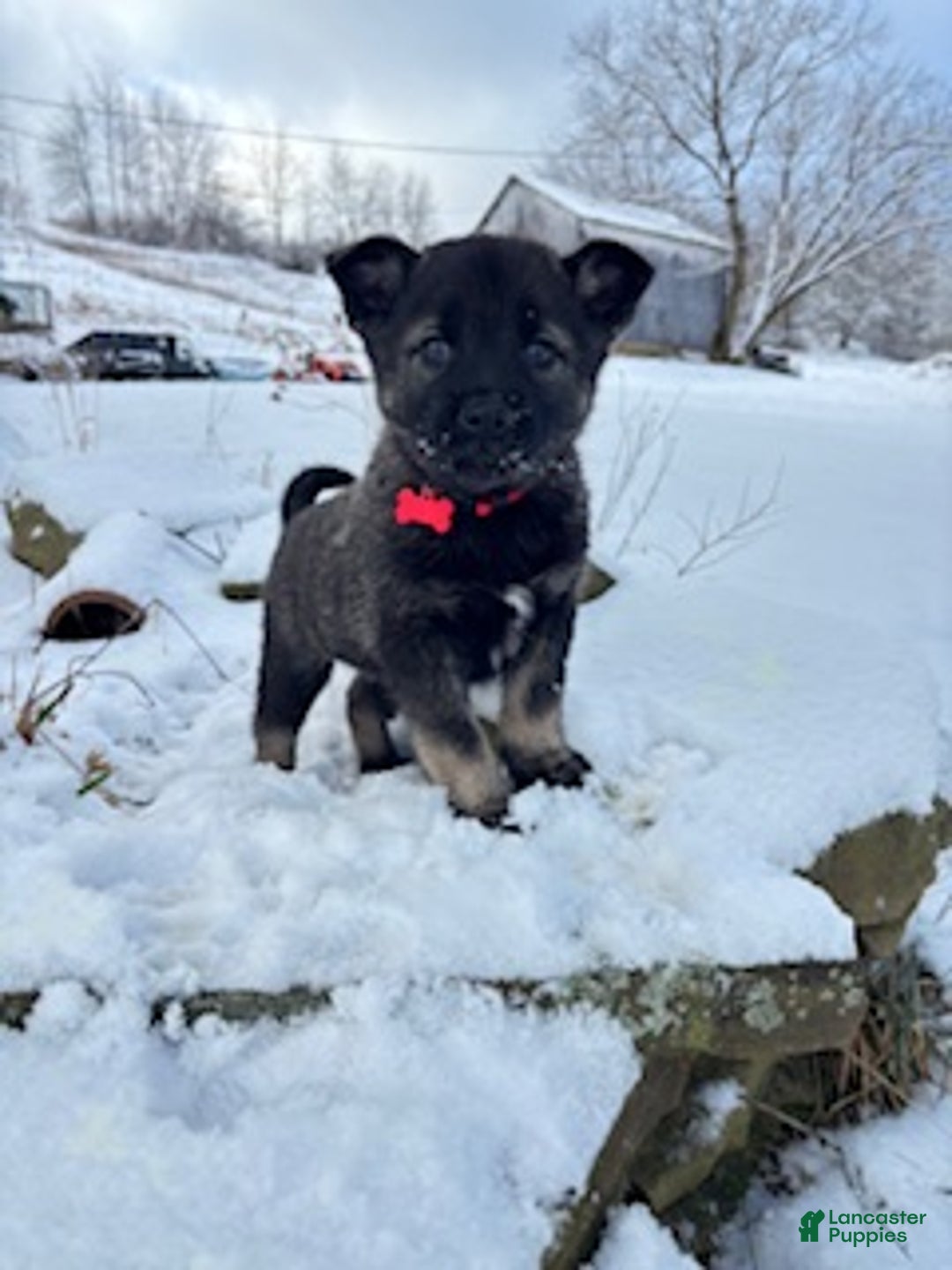Norwegian Elkhound dogs for sale: Red Ryder - Ad 2