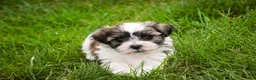 Havanese dogs for sale: Happy - Ad 5