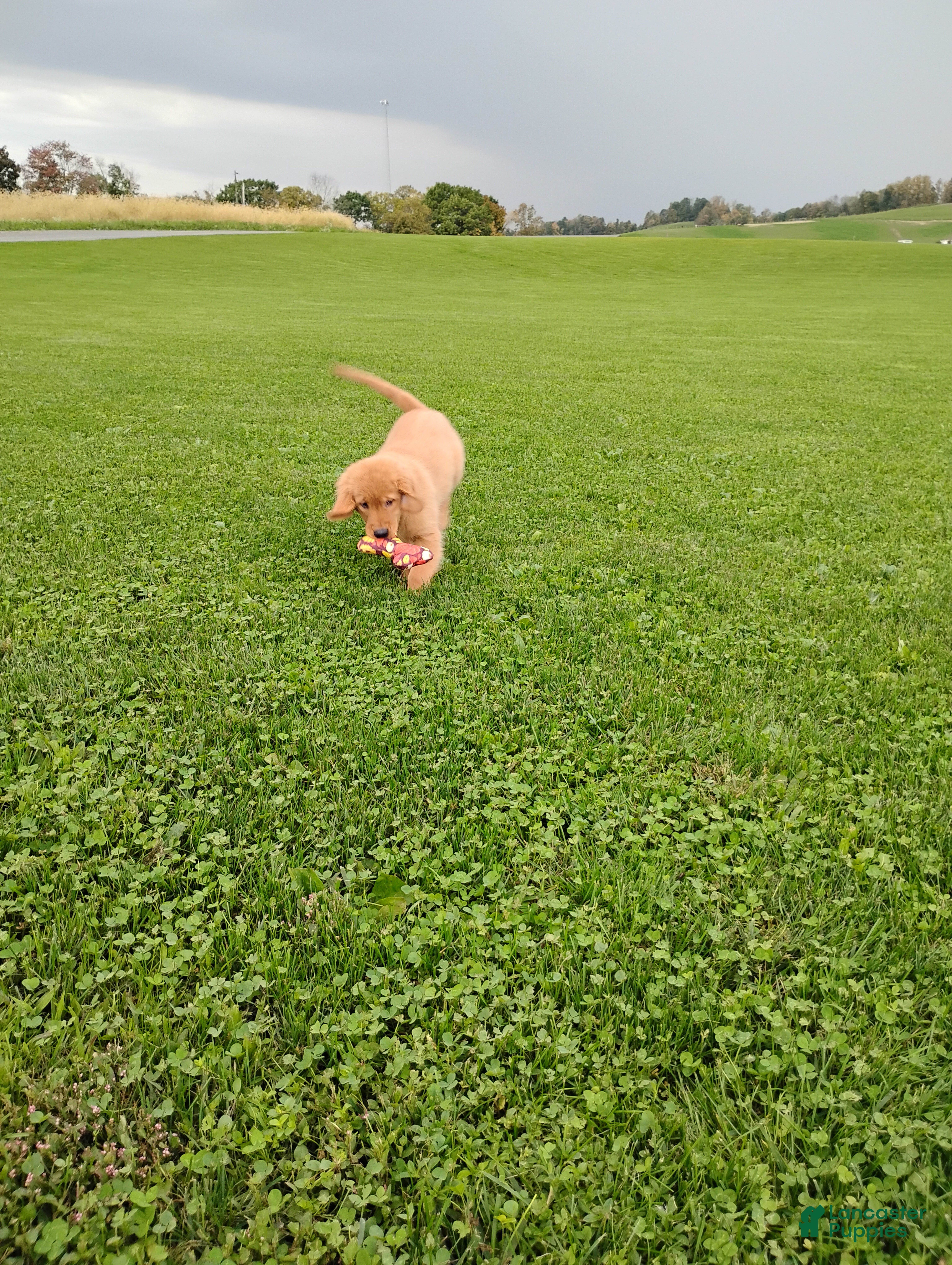Golden Retriever dogs Copper - Ad 2