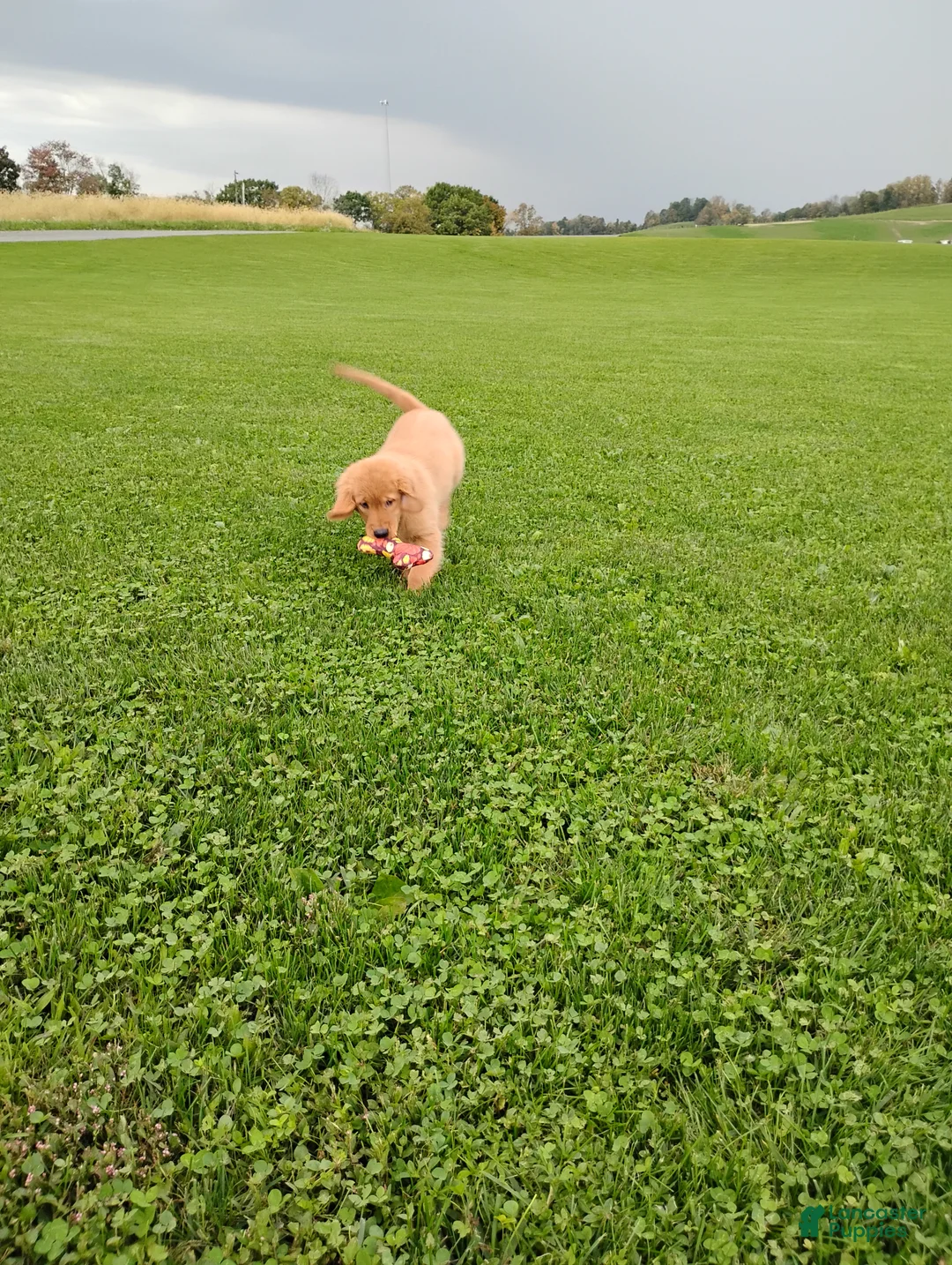 Golden Retriever dogs for sale: Copper - Ad 2