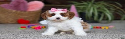 Cavapoo dogs for sale: Lucy - Ad 3