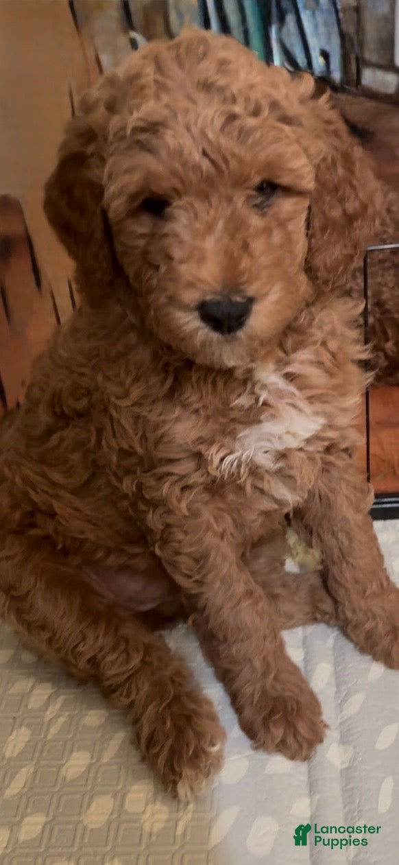 Goldendoodle dogs Bella - Ad 42
