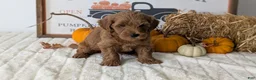Mini Goldendoodle dogs for sale: Dash - Ad 3