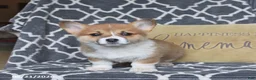 Welsh Corgi Pembroke dogs for sale: Honey - Ad 3
