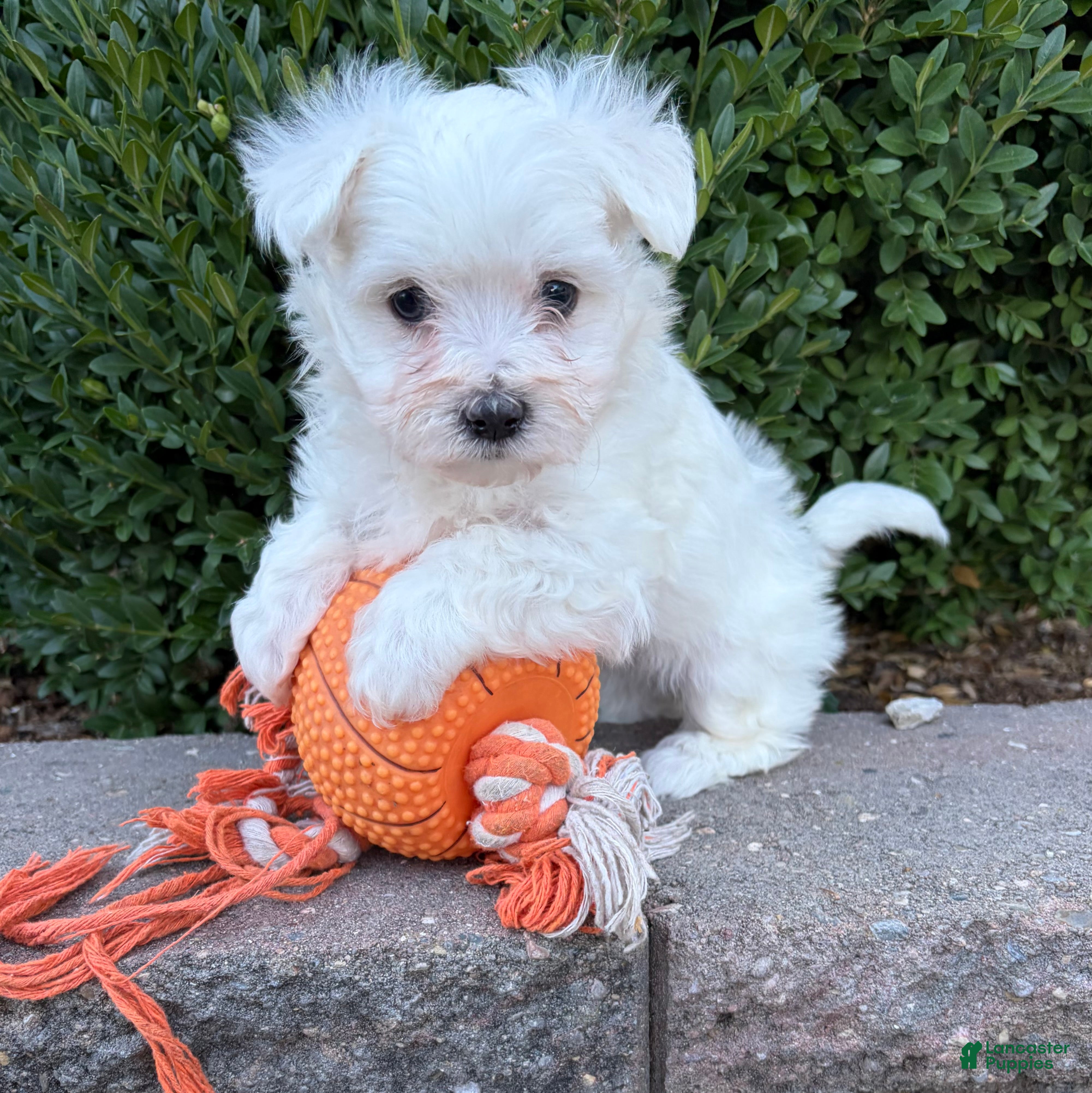 Maltese dogs Eddie - Ad 18