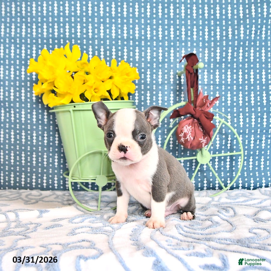 Boston Terrier dogs Petrice - Ad 1