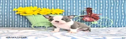 Boston Terrier dogs for sale: Petrice - Ad 1