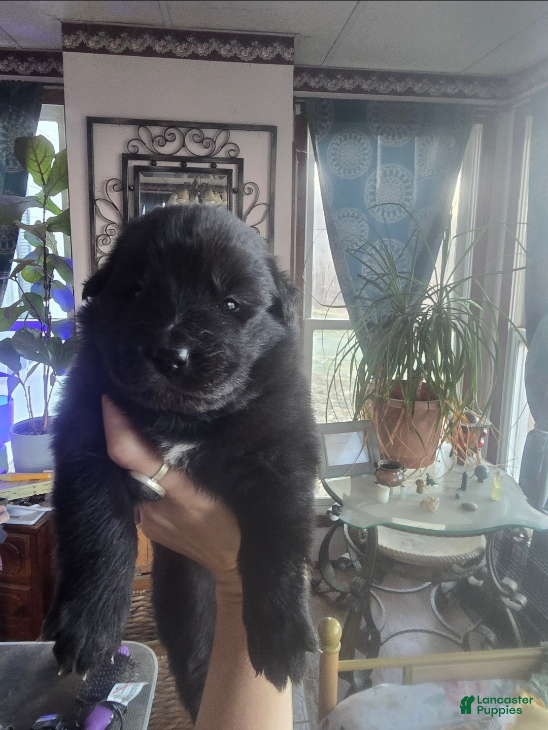 Mixed Breed dogs Starlight - Ad 39