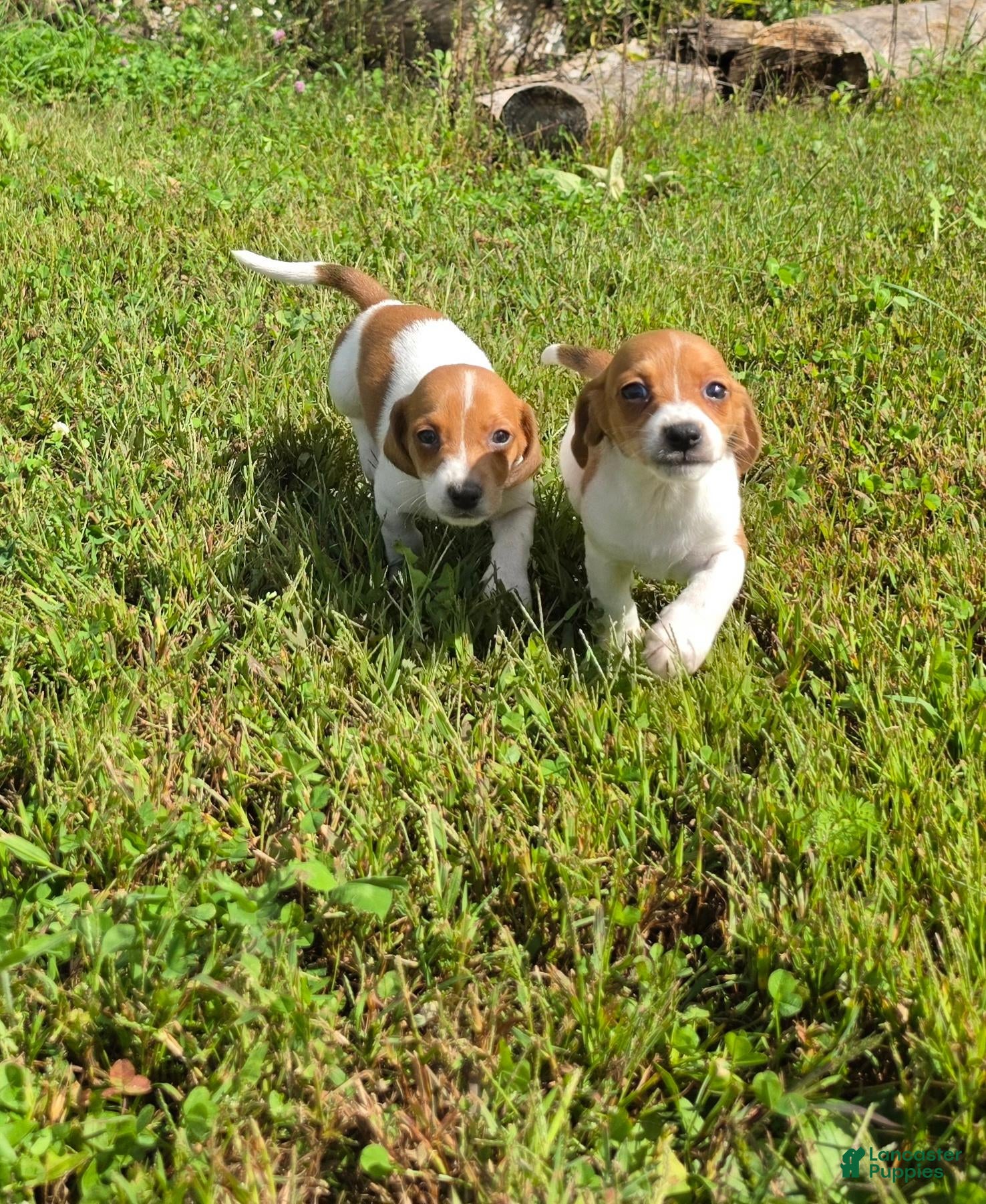 Mixed Breed dogs Mixed Breed 1 - Ad 1