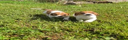 Mixed Breed dogs for sale: Mixed Breed 1 - Ad 1