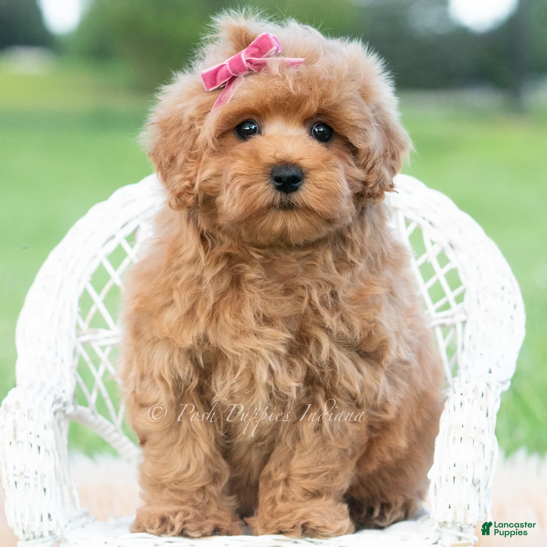Maltipoo dogs for sale: Maisie - Ad 5