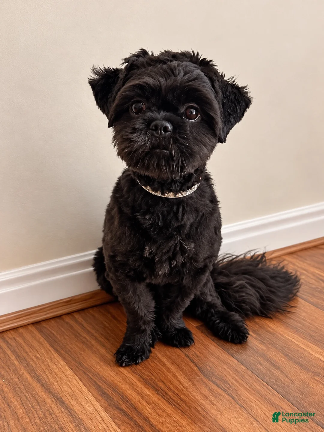 Shih Tzu dogs for sale: Shih Tzu 1 - Ad 1
