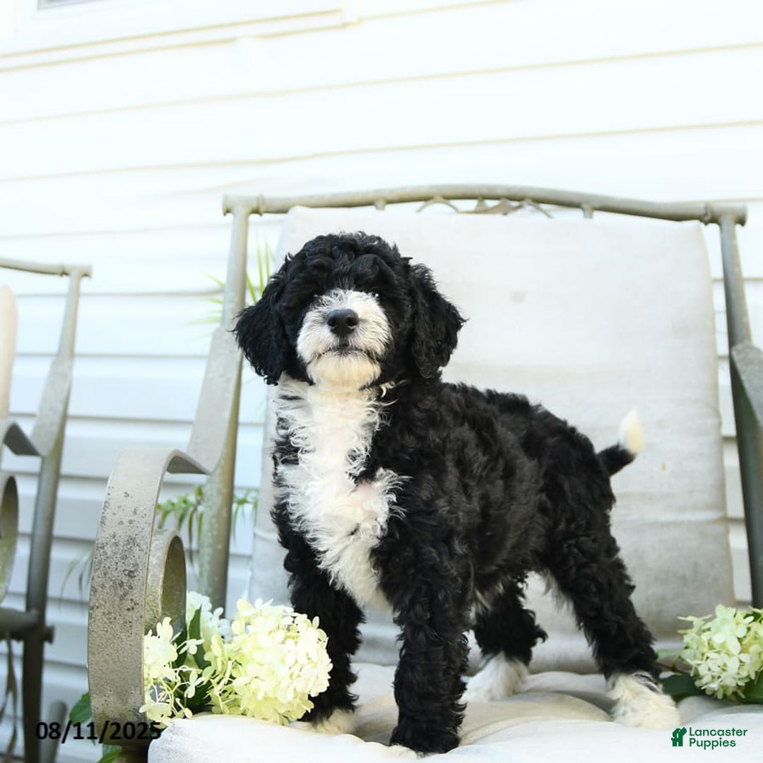 Bernedoodle Puppies for sale Lancaster Puppies
