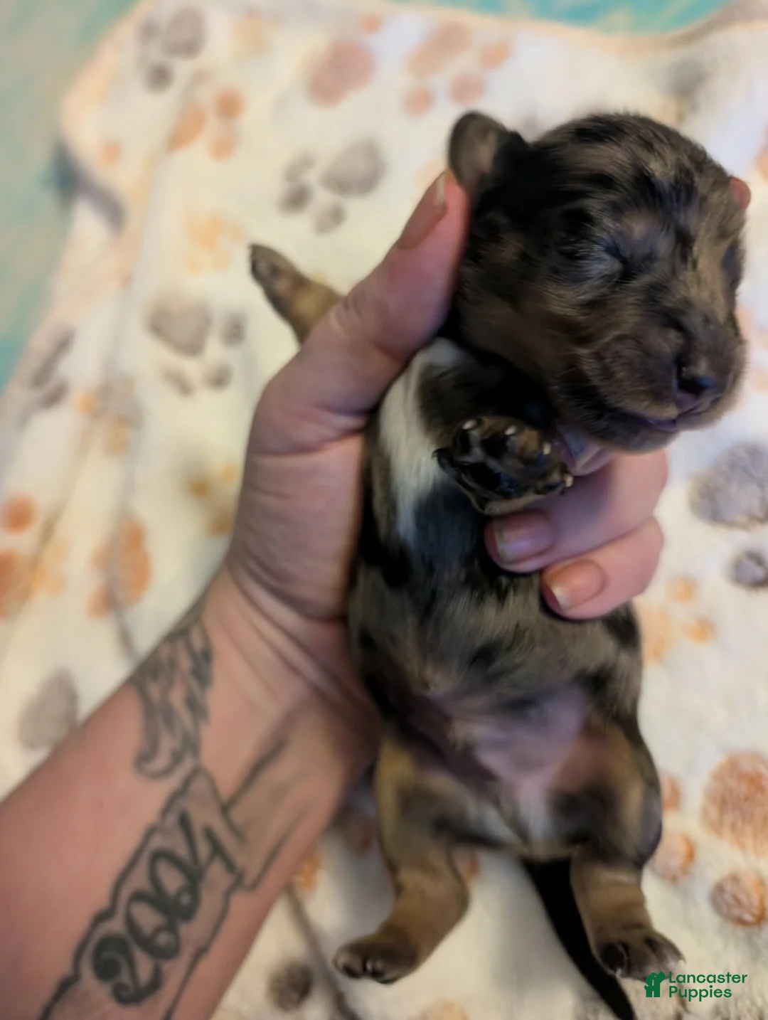 Miniature Dachshund dogs for sale: Silver dapple boy long haired  - Ad 2