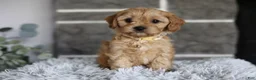 Cavapoo dogs for sale: Biscuit - Ad 5