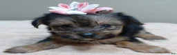 Yorkshire Terrier dogs for sale: Teacup Bailey 6 ounces - Ad 3