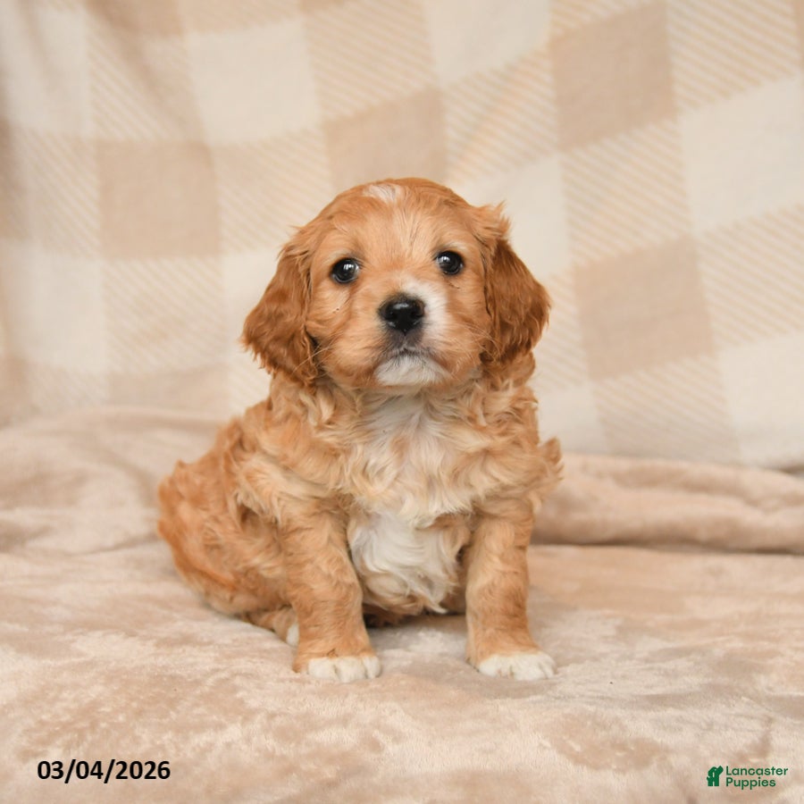 Cockapoo dogs Charlie - Ad 1