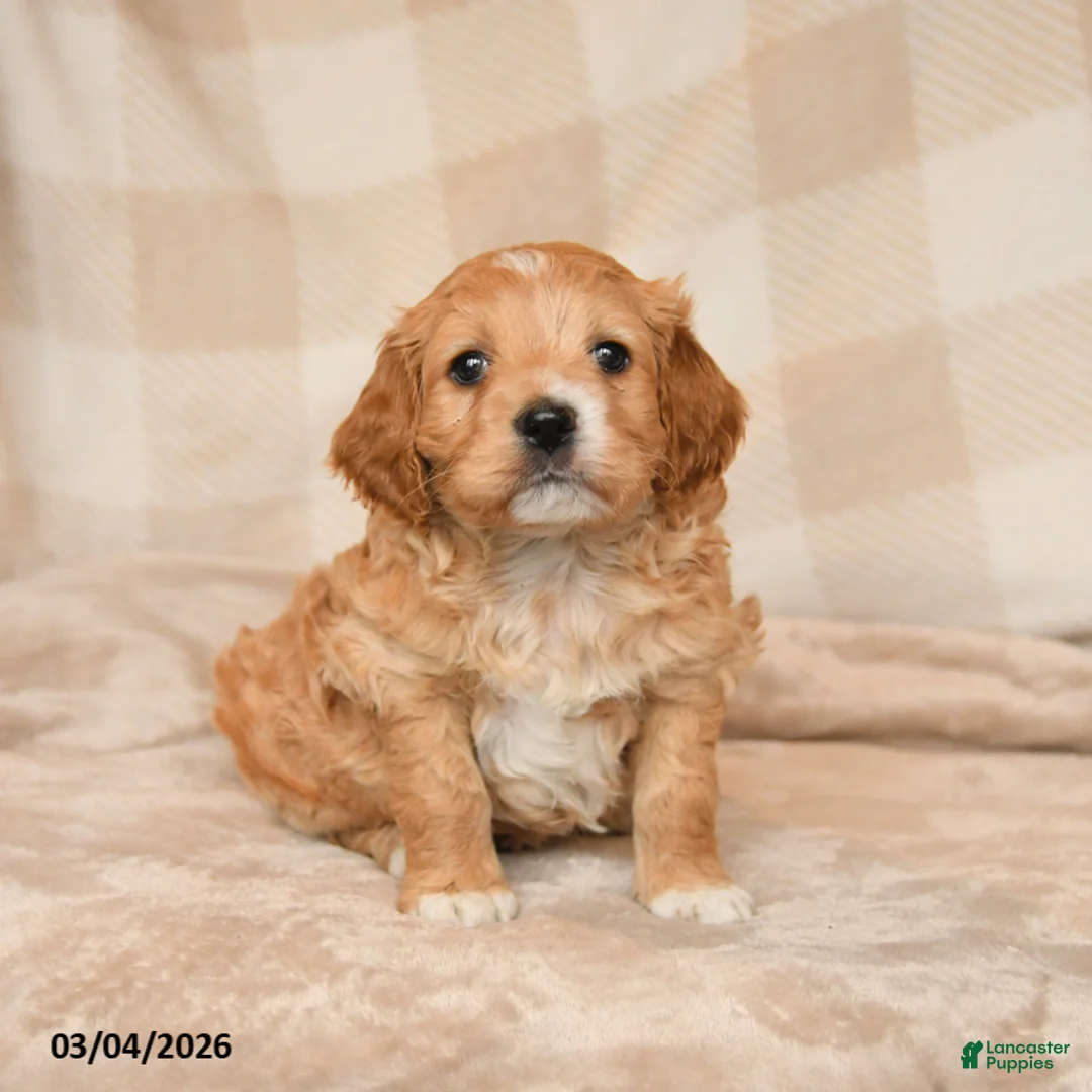 Cockapoo dogs for sale: Charlie - Ad 1