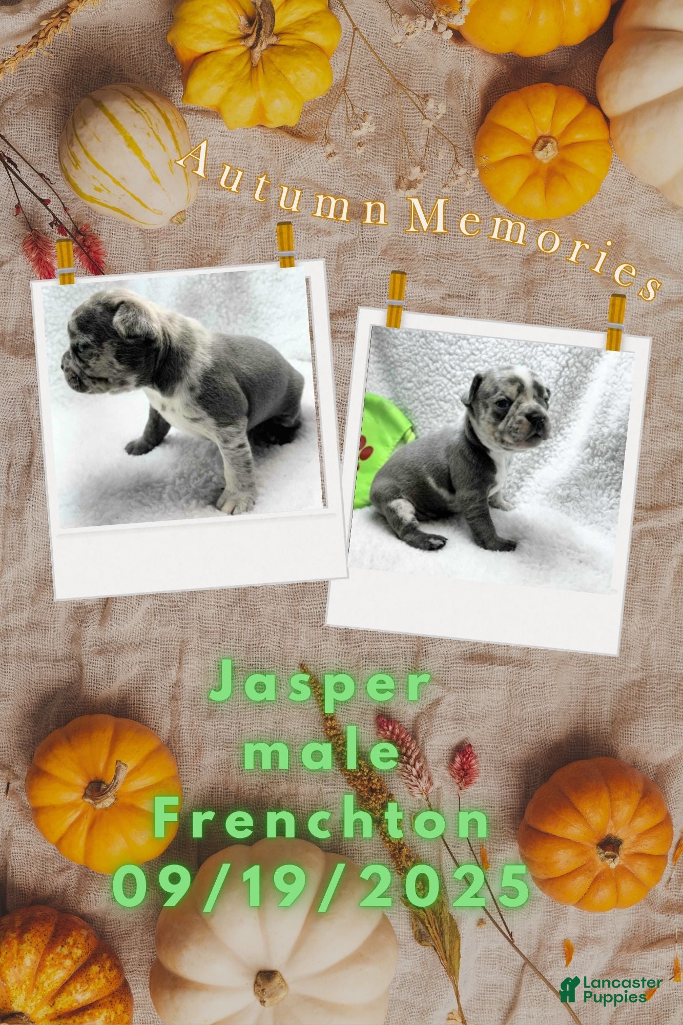 Frenchton dogs Jasper - Ad 12