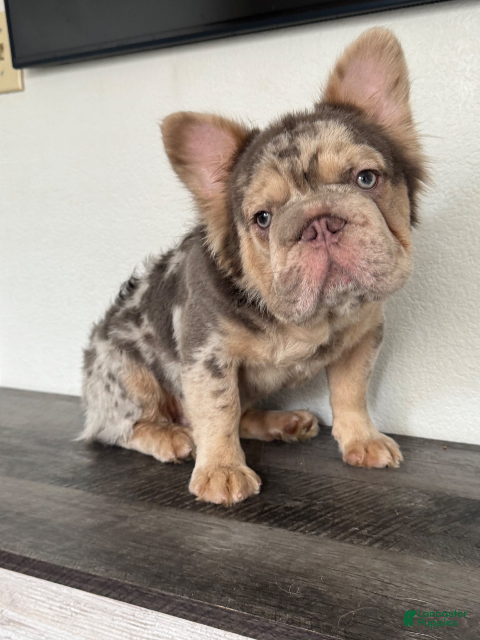 French Bulldog dogs for stud: Titan, Big Rope Fluffy Merle French Bulldog Stud - Ad 1