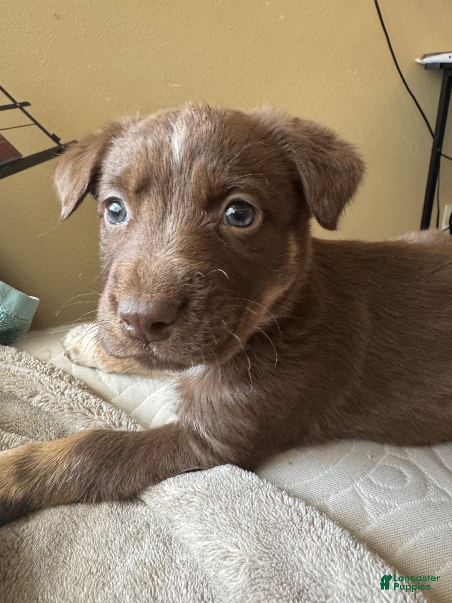 Mixed Breed dogs Mixed Breed Puppy 3 - Ad 34