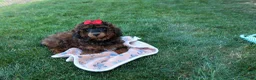 Miniature Poodle dogs for sale: MARSHALL - Ad 9