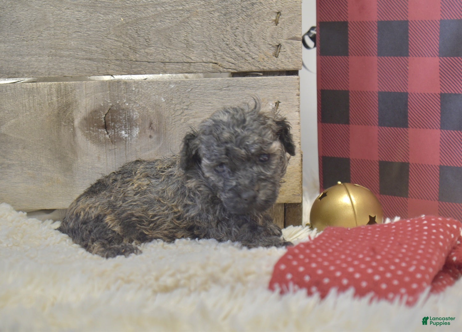 Toy Poodle dogs kent - Ad 34