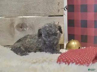 Toy Poodle dogs kent - Ad 36