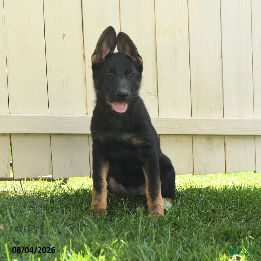 German Shepherd dogs Freya - Ad 2