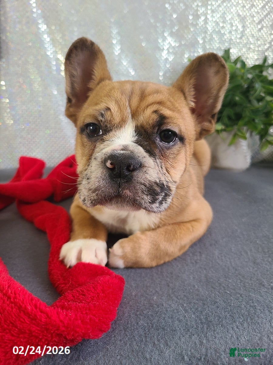 Mixed Breed dogs Milo - Ad 1