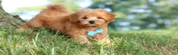 Maltipoo dogs for sale: Conner - Ad 12