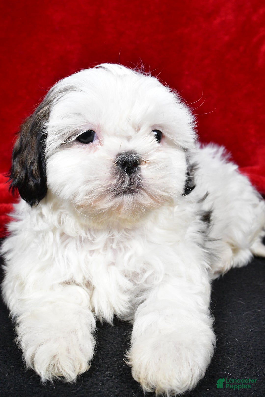 Shih Tzu dogs for sale: Dixie - Ad 6