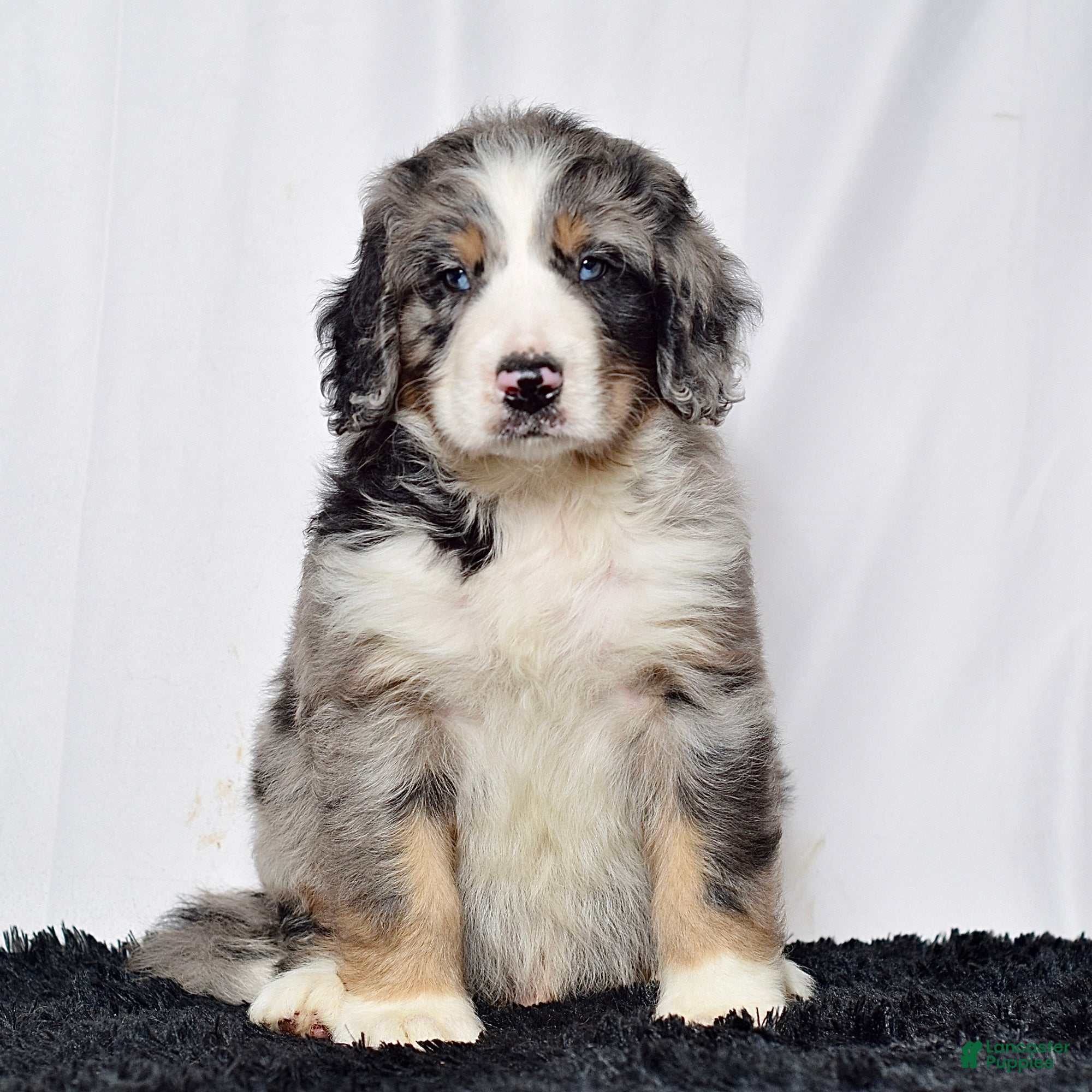 Bernedoodle dogs Mr. Harley - Ad 1