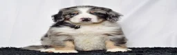 Bernedoodle dogs for sale: Mr. Harley - Ad 1