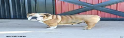English Bulldog dogs for sale: Tuffy - Ad 2