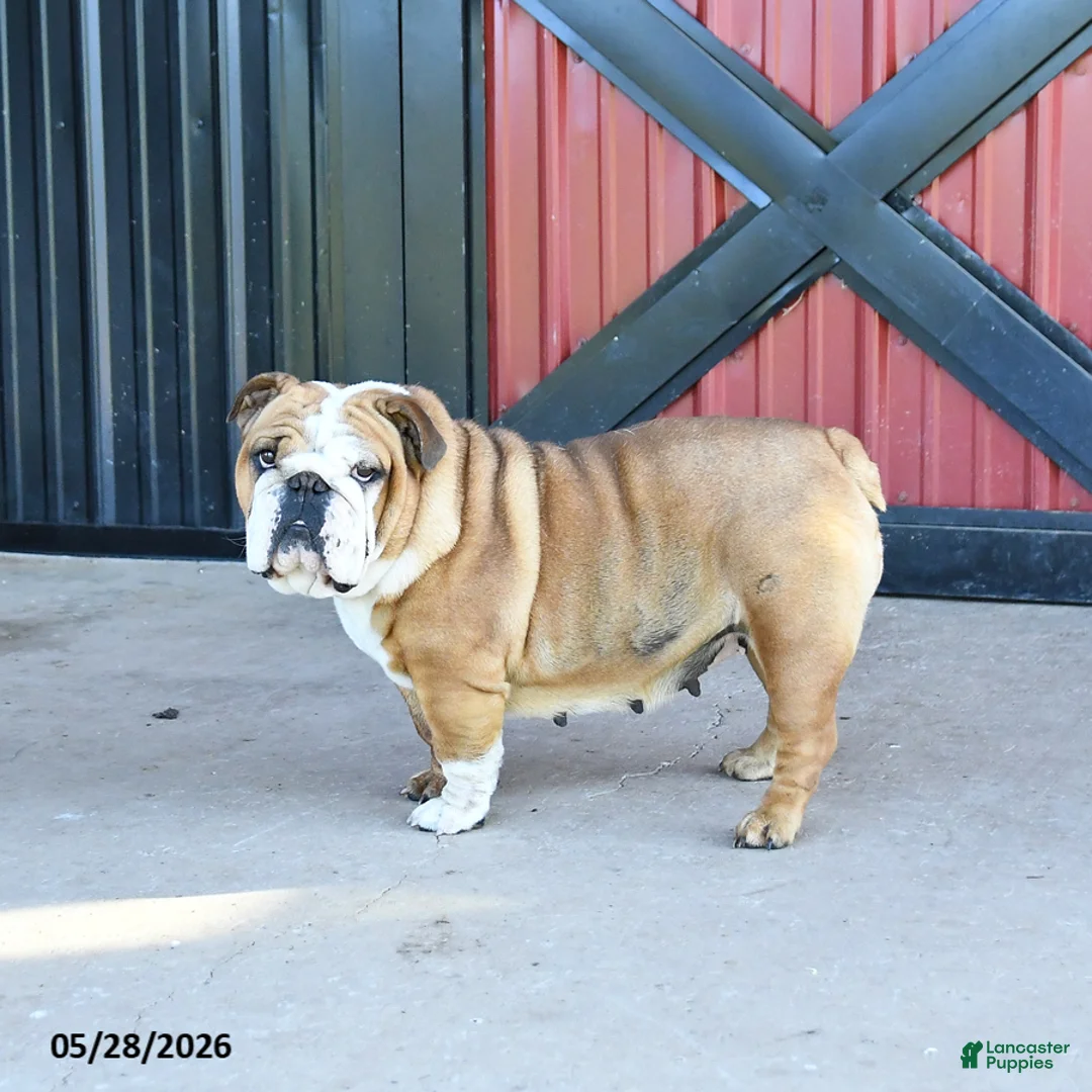 English Bulldog dogs for sale: Tuffy - Ad 2
