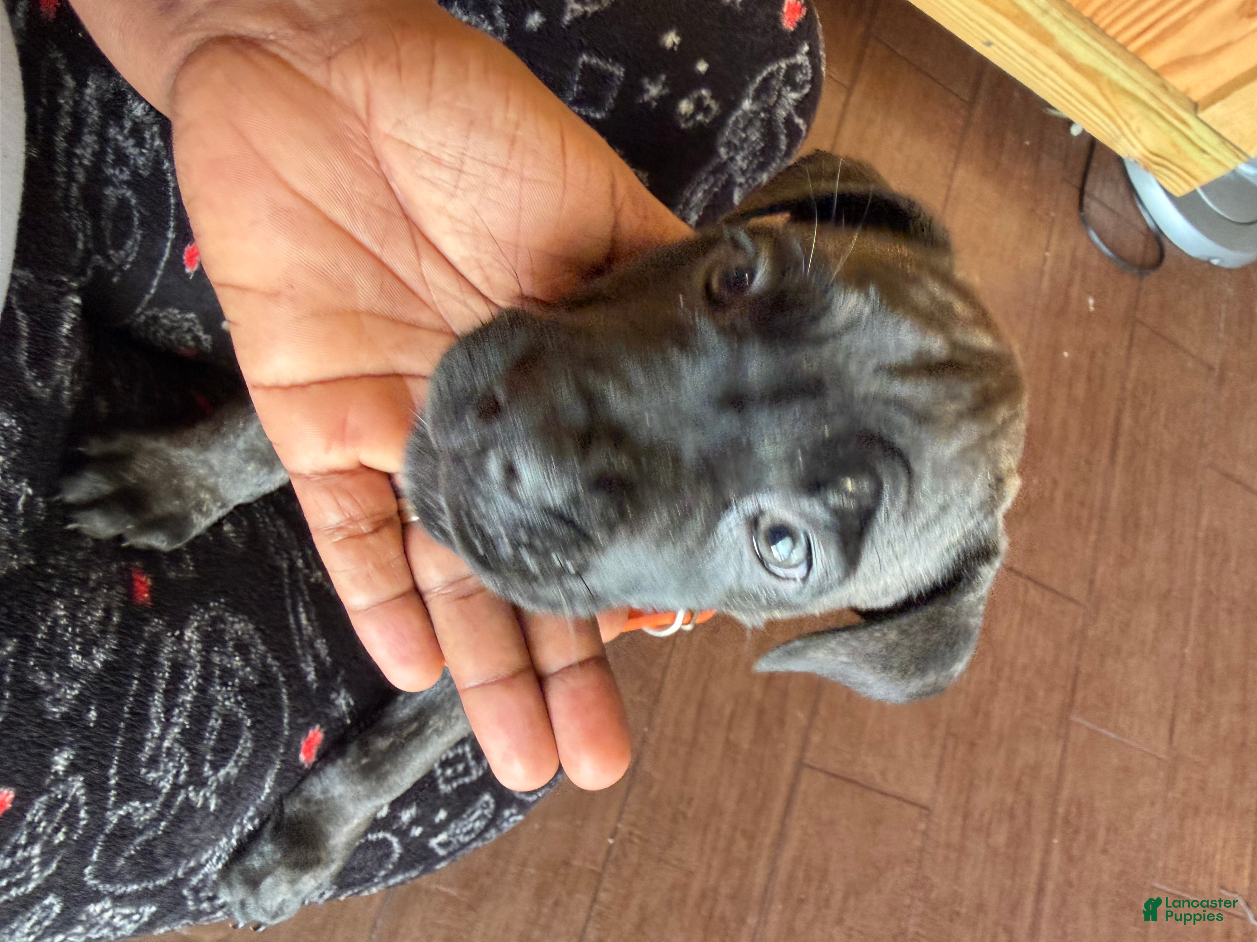 Cane Corso dogs Princess Jasmine - Ad 2