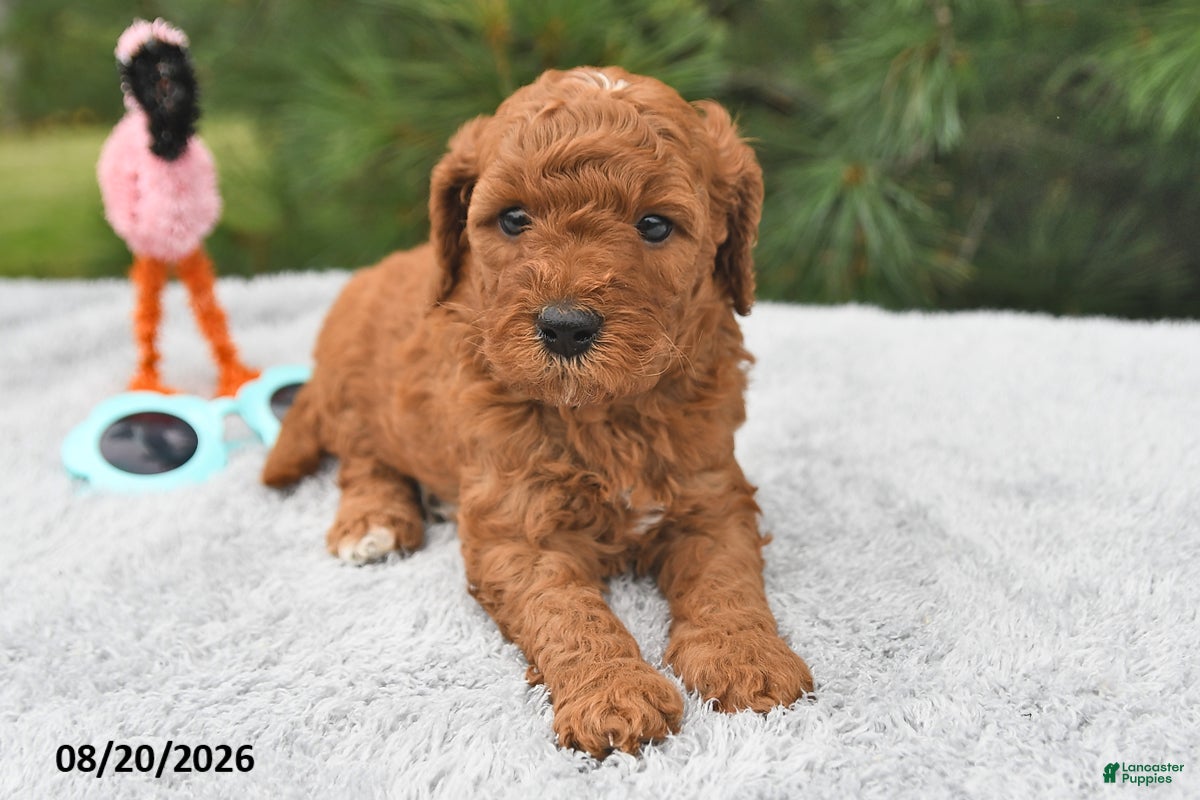 Mini Goldendoodle dogs Murphy - Ad 2