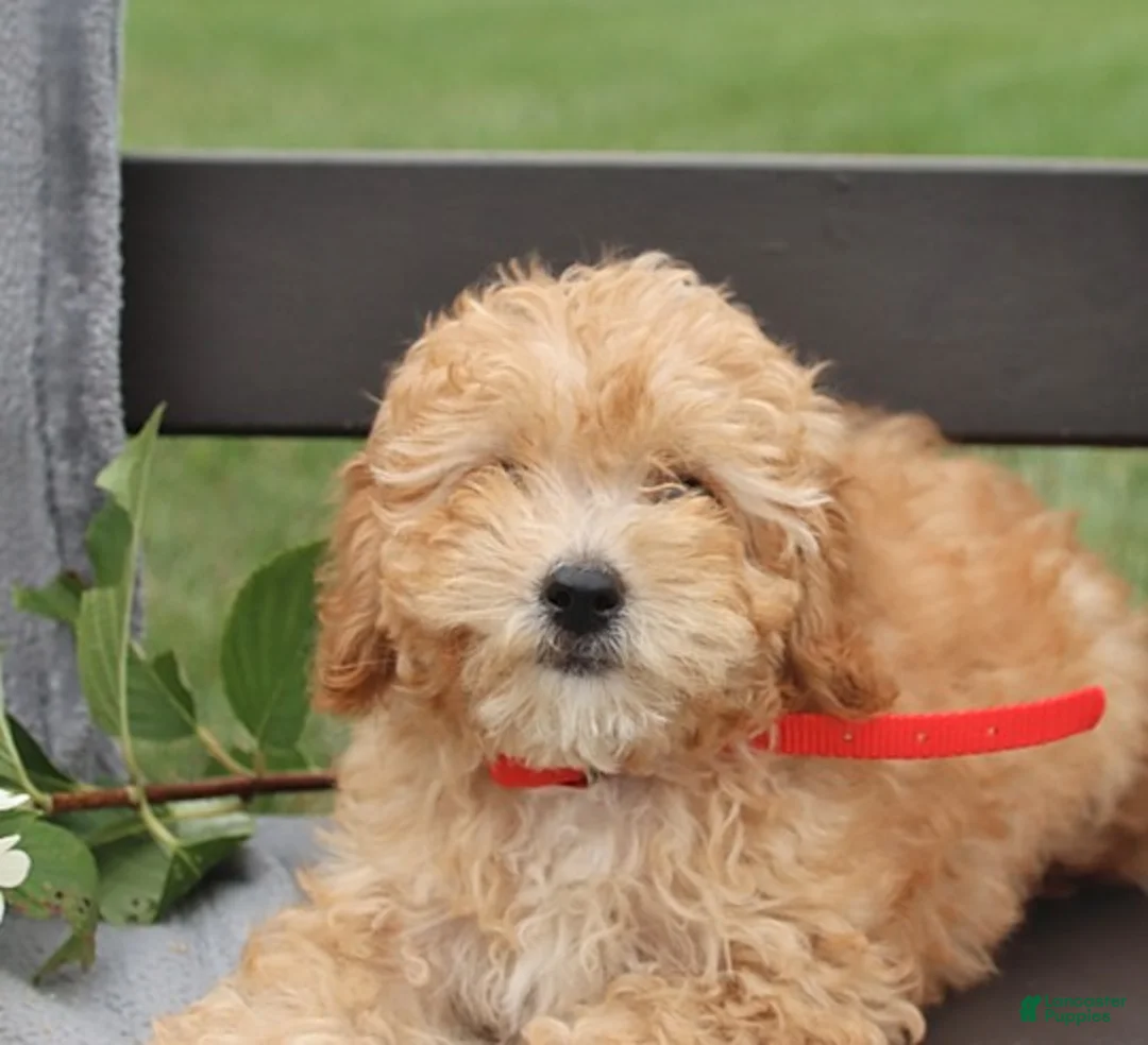 Cavapoo dogs for sale: Tessa  - Ad 3