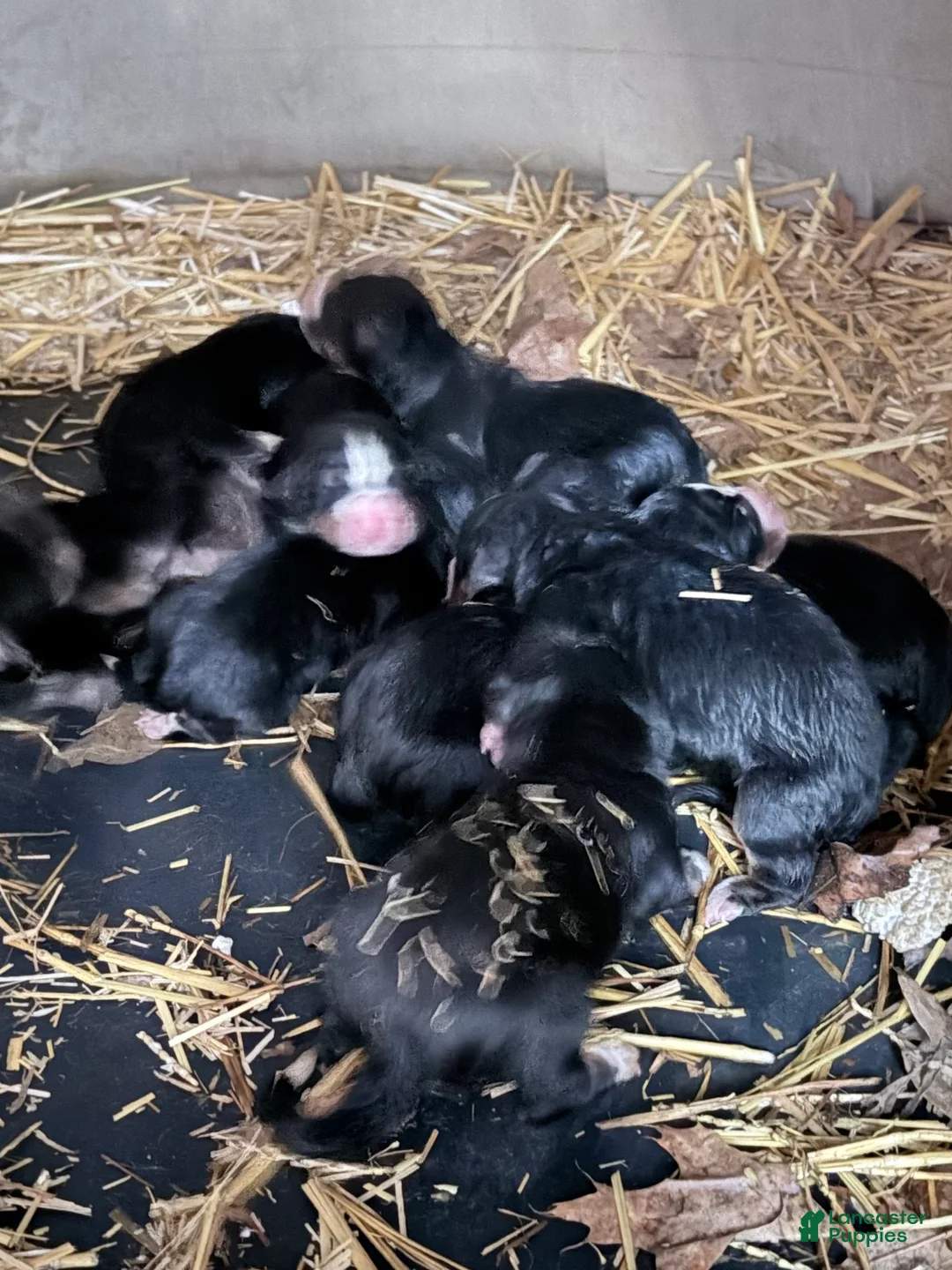Bernese Mountain Dog dogs for sale: Bernese Mountain Dog Puppy 1 - Ad 1