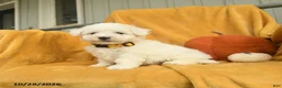 Bichon Frise dogs for sale: Harvey  - Ad 3